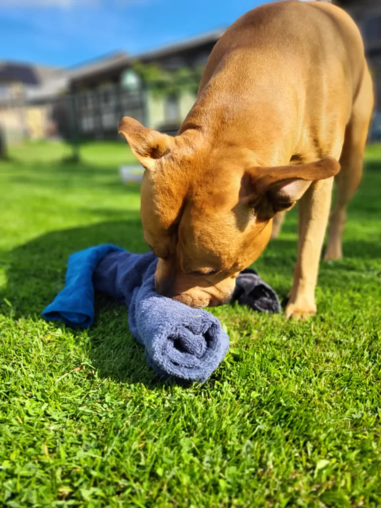 Hersenwerk voor honden: Wat is het en waarom het werkt 3 Hersenwerk voor honden met handdoeken - artikel - Dog Dimension