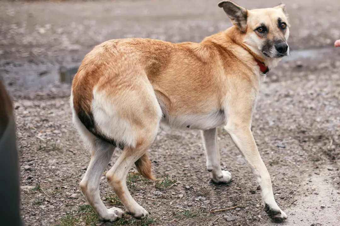 Angst bij je hond - Honden artikelen - Dog Dimension