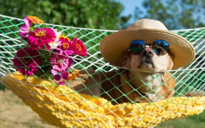 Met je hond op vakantie: Waar moet je op letten?