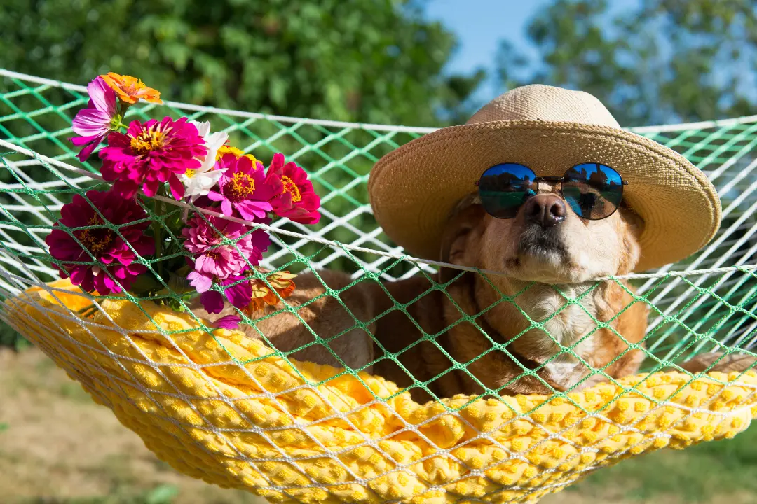 Met je hond op vakantie
