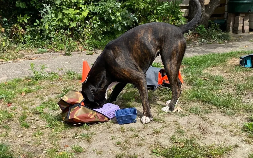 Dog Dimension - Neuswerk minicursus - Van speuren tot neuswerk met Boxer Ziva!