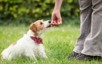 De 6 Voordelen van Privé Puppycursus aan Huis