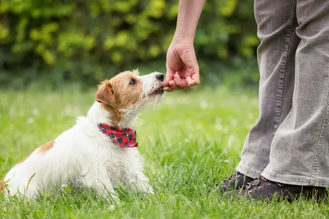 6 voordelen van privé puppycursus aan huis