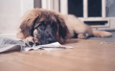 De puberteit bij honden