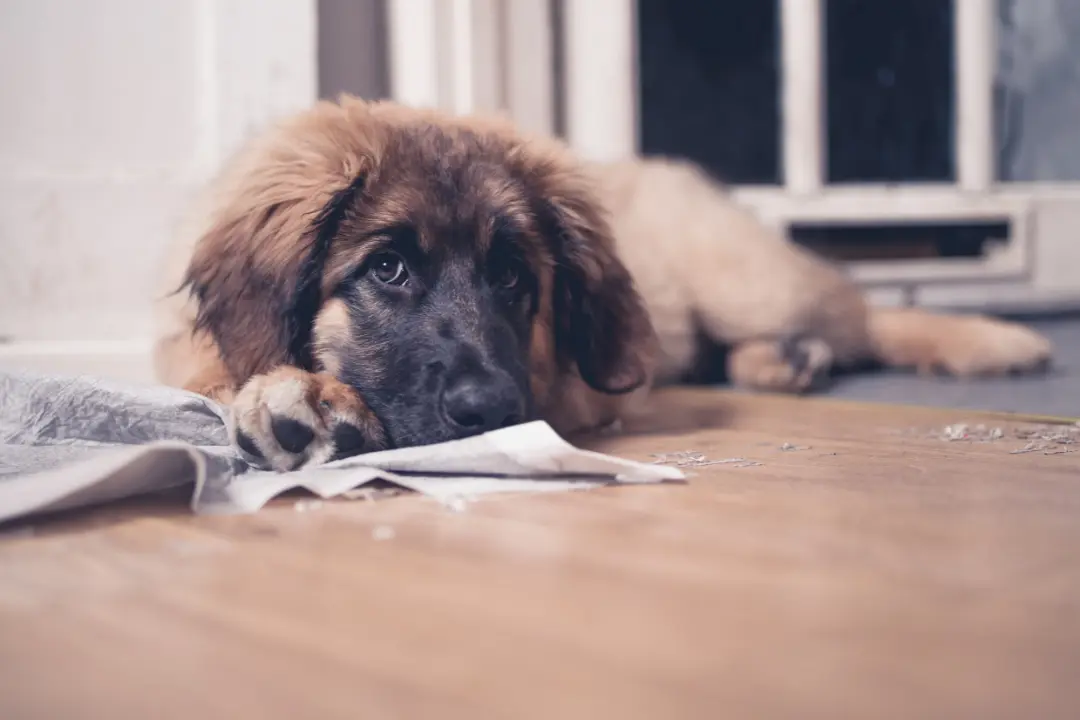 De puberteit bij honden - Artikel - Dog Dimension