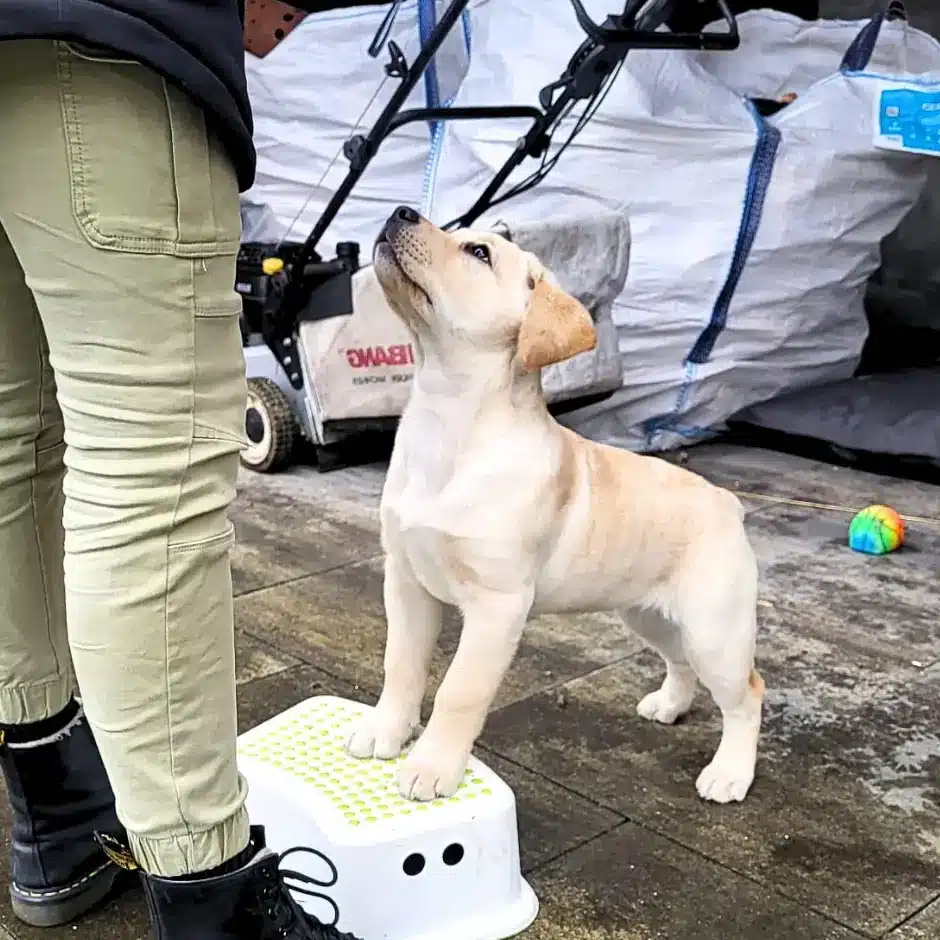 Schattige Labrador puppy staat op krukje tijdens individuele Puppycursus aan huis, Dog Dimension.