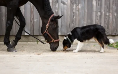 Hoe moet ik mijn puppy socialiseren? Alles wat je moet weten over een goede start