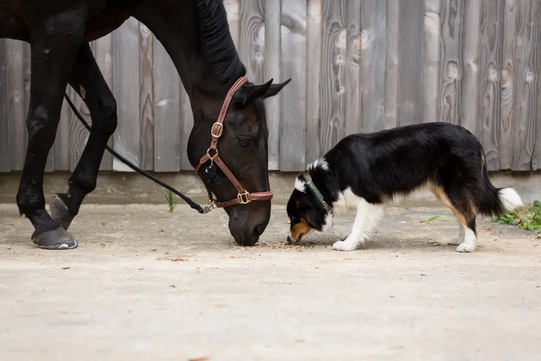Alles wat je moet weten over je puppy socialiseren
