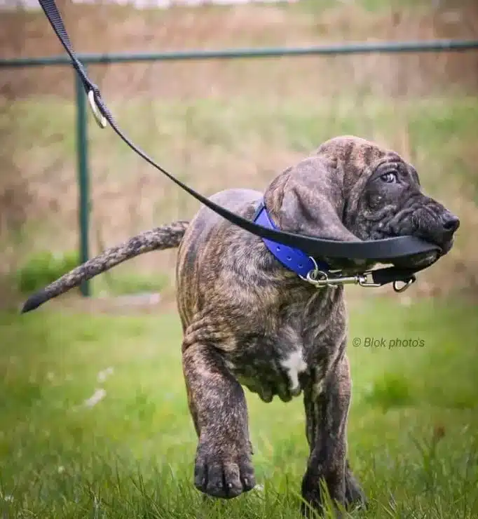 Fila Brasileiro Puber- Puberpraktijken - Puber-hondencursus Dog Dimension