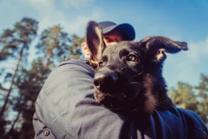 De 6 Voordelen van Privé Puppycursus aan Huis 1 Dog Dimension voordelen van puppycursus aan huis blog/artikel