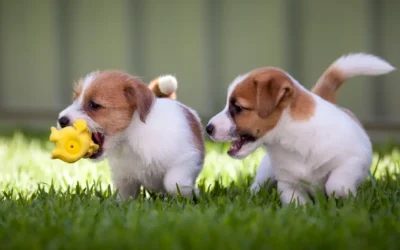 Alles wat je moet weten over puppy’s