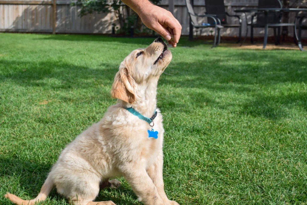 Puppycursus golden retriever - Dog Dimension