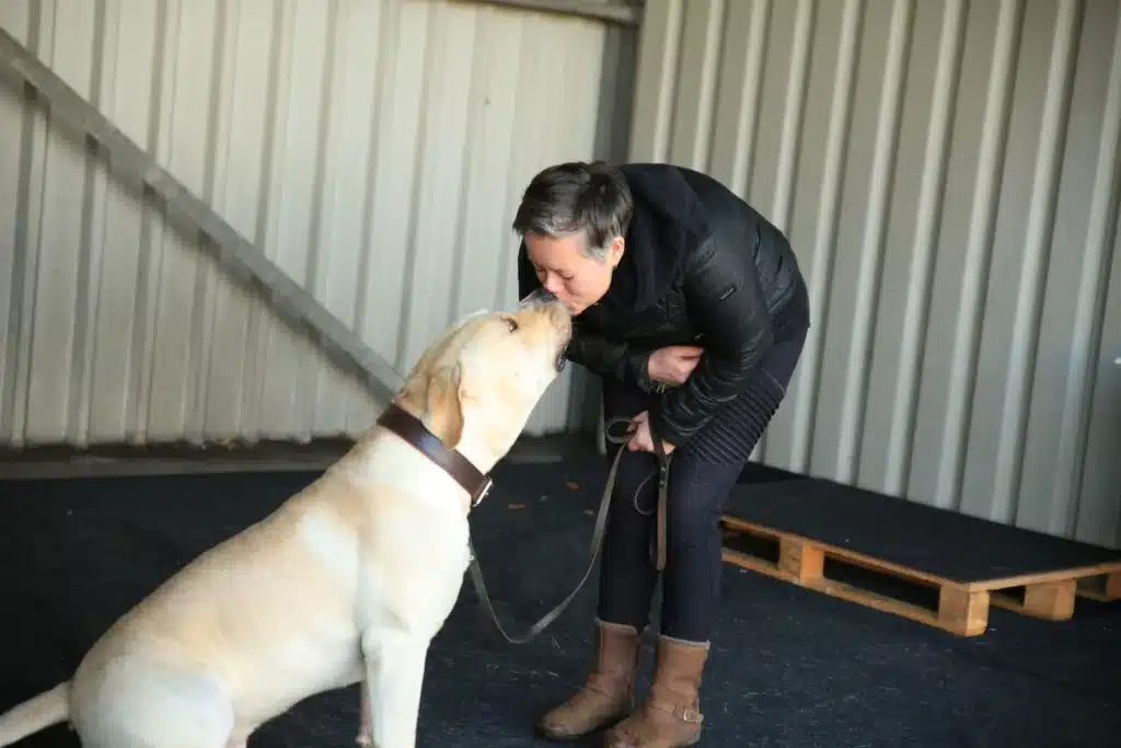 Een Boerboel tijdens hoog-risico hondentraining aan huis. Veiligheid en gehoorzaamheid staan voorop