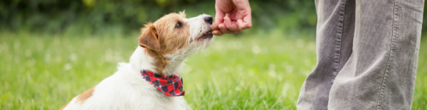 De 6 Voordelen van Privé Puppycursus aan Huis