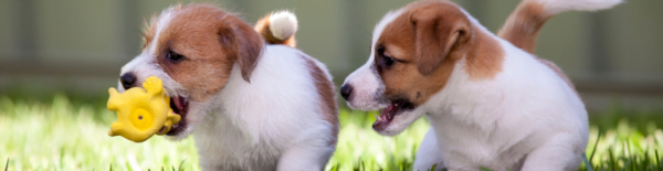 Alles wat je moet weten over puppy's