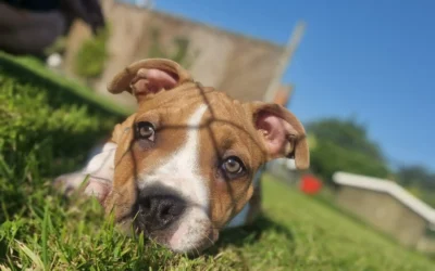 Hoe bereid je je voor op je nieuwe pup