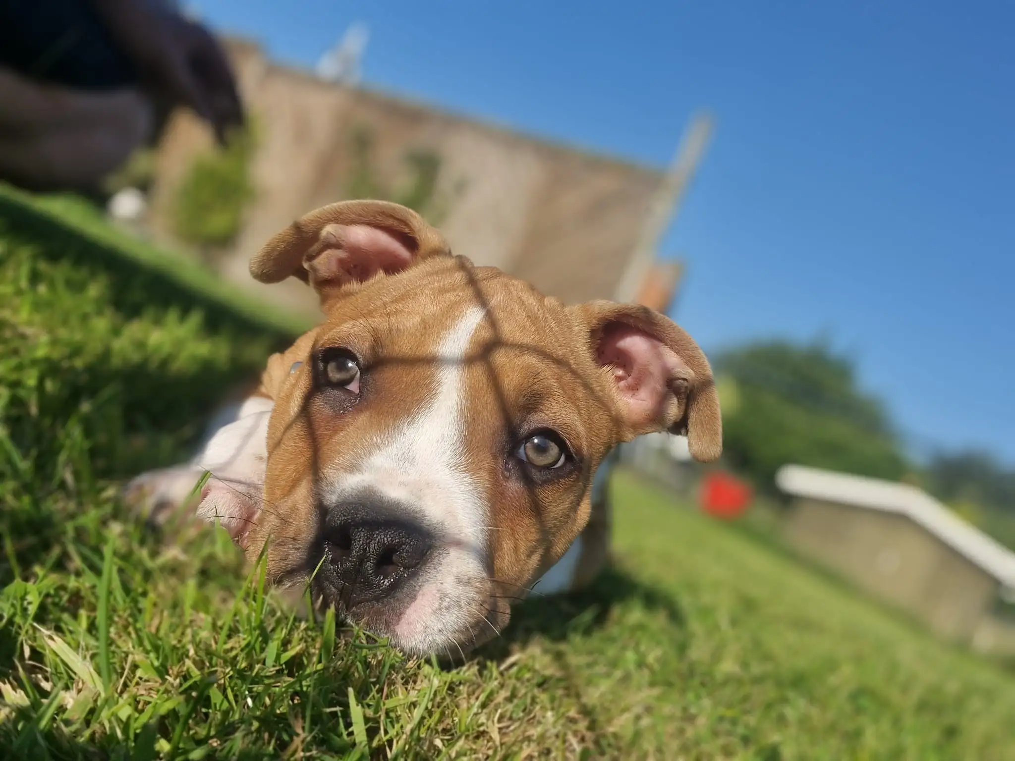 Hoe bereid je je voor op je nieuwe pup?