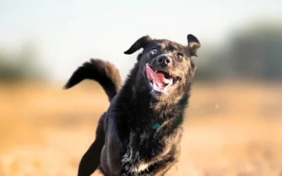 Overprikkeling bij honden herkennen