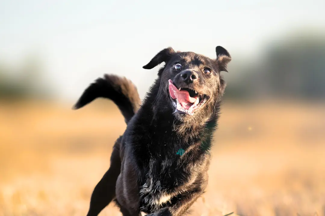Overprikkeling bij honden