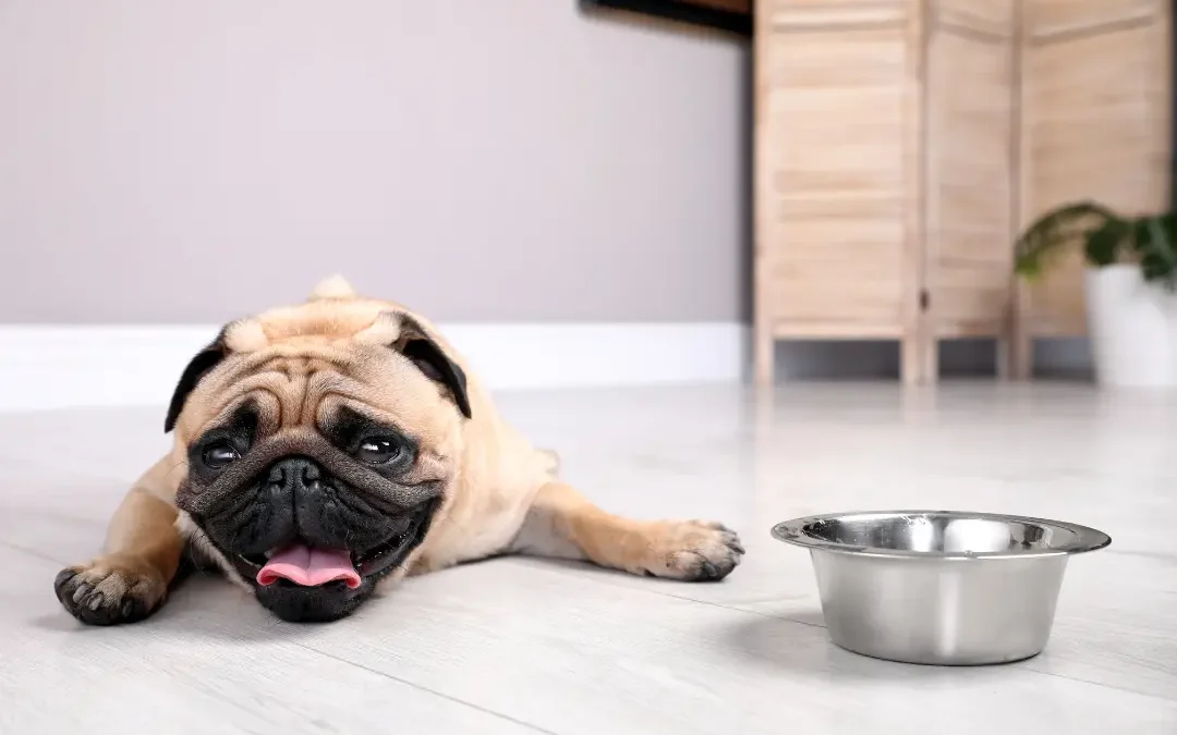 Wanneer is het te warm voor je hond?