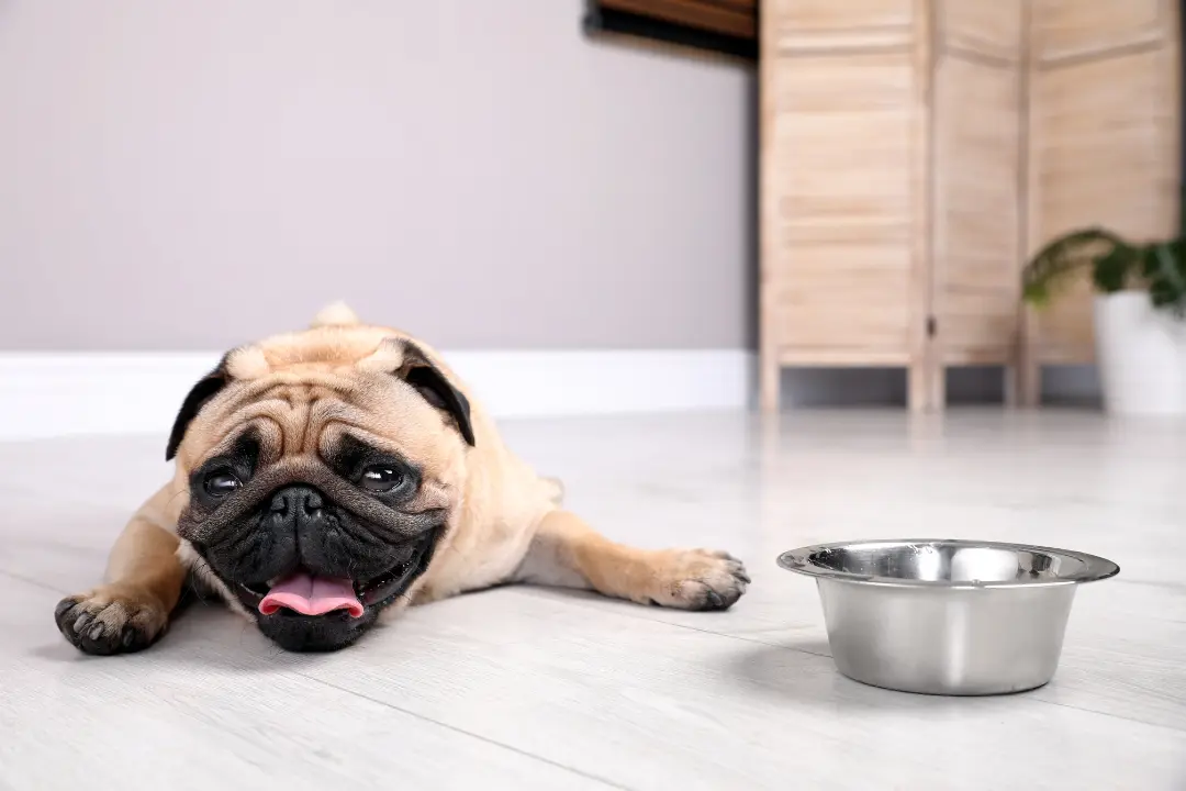 wanneer te warm voor je hond