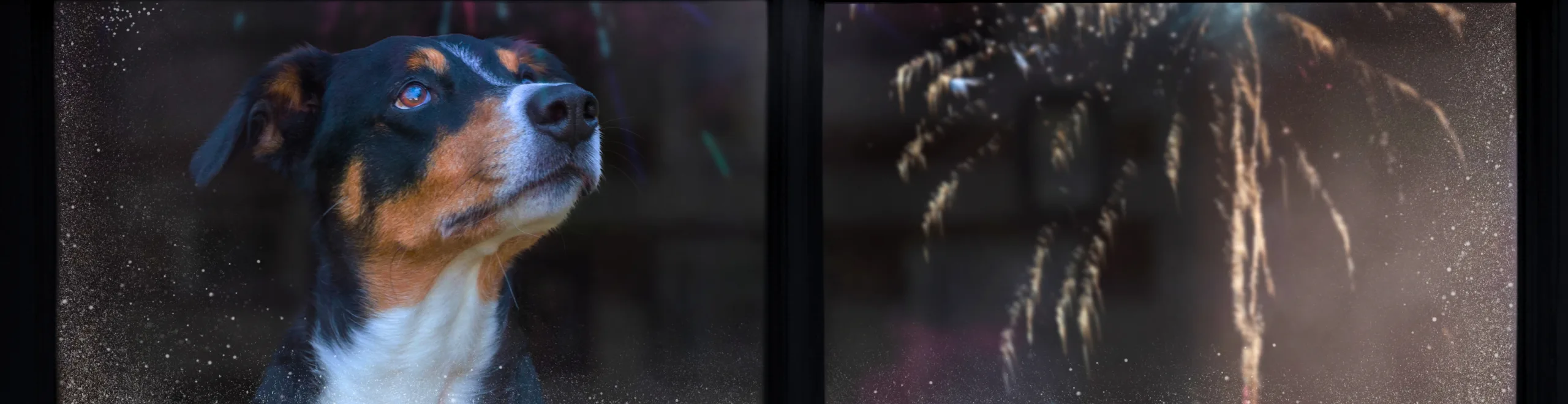 12 tips voor vuurwerpangst bij honden 12 tips voor vuurwerpangst bij honden