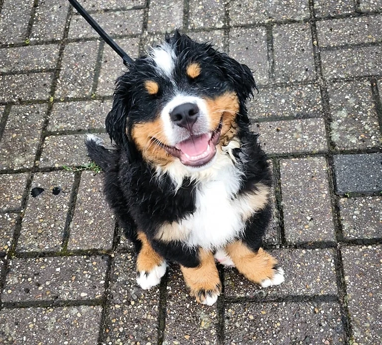 Berner Sennen puber tijdens de puberhondencursus in wezep - Dog Dimension