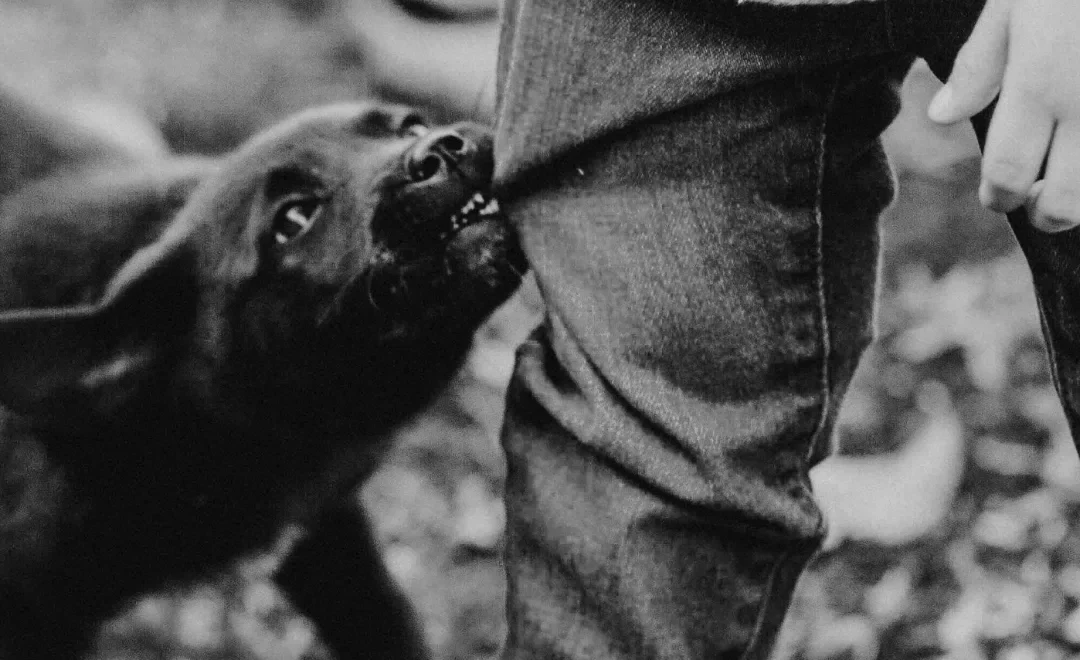 Puppy bijten afleren? 5 praktische tips voor een rustige pup