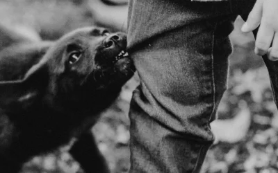 Puppy bijten afleren? 5 praktische tips voor een rustige pup