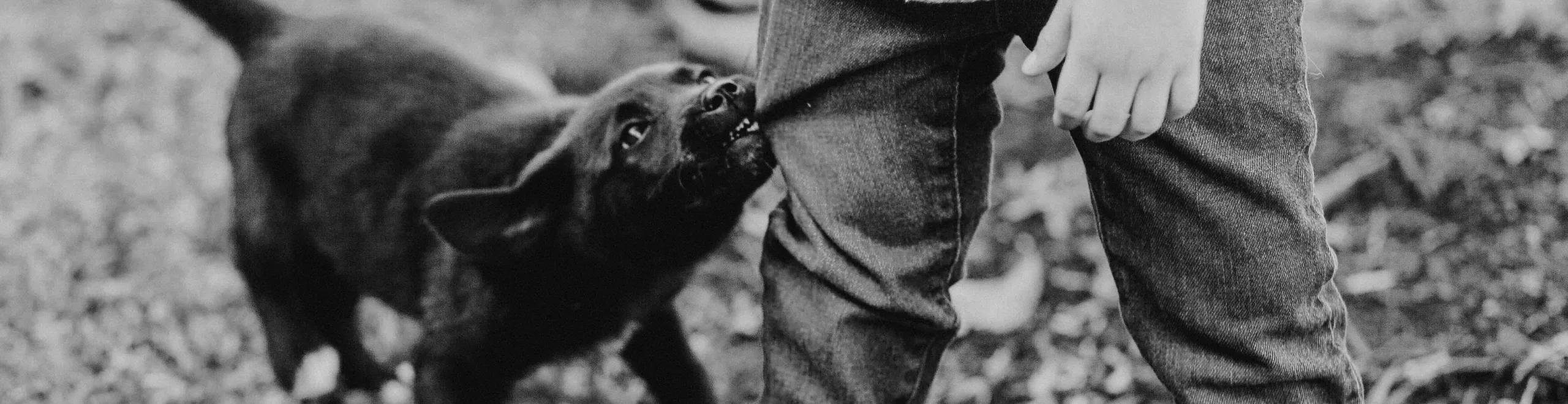 5-tips-bij-puppybijten
