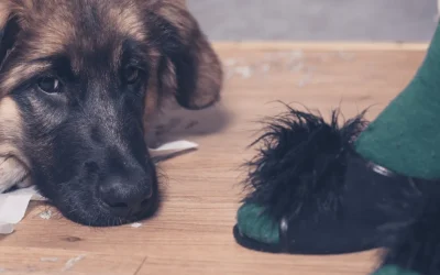Je puppy zindelijk maken? 6 slimme tips voor succes