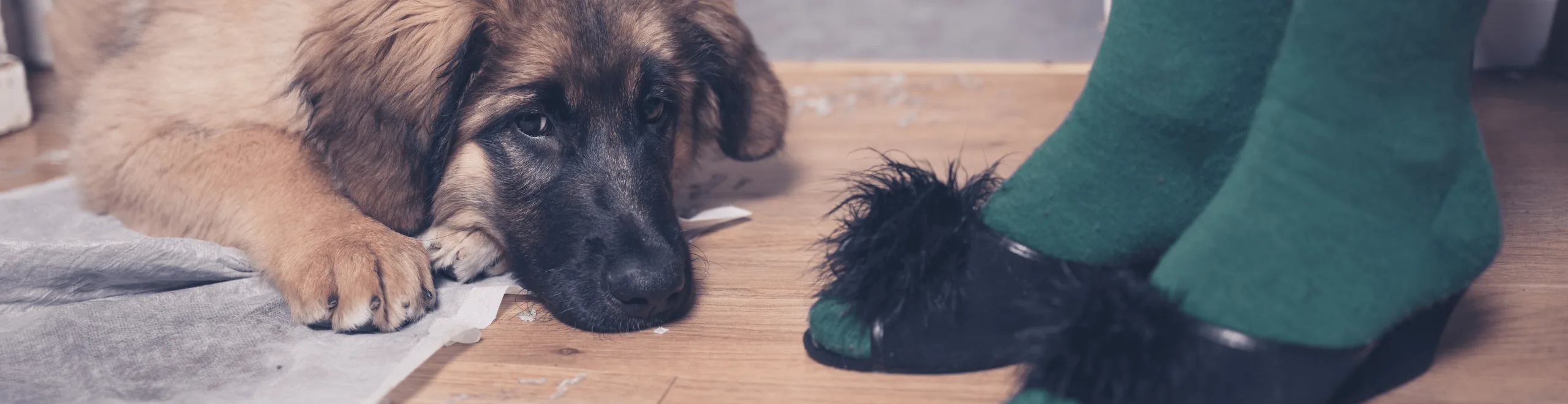 6 tips voor zindelijkheidstraining van puppy's - Hondenartikelen - Dog Dimension