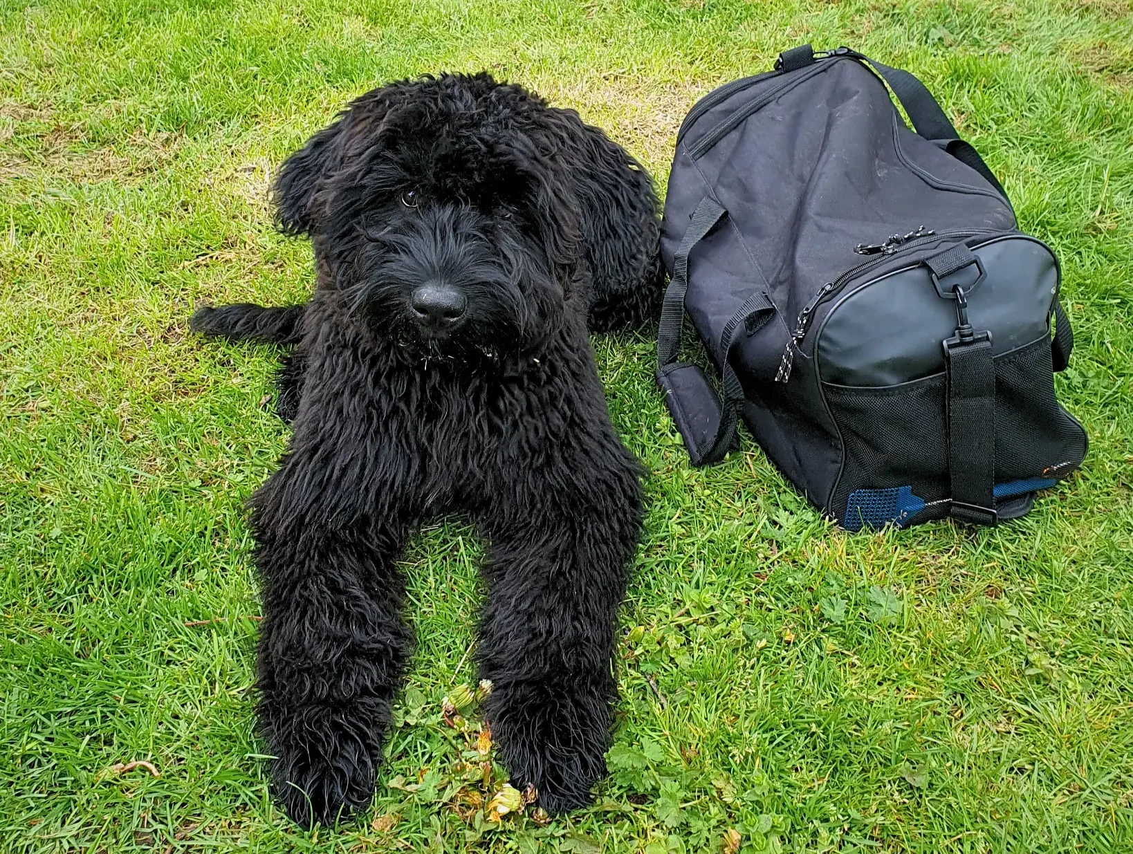 Bo - Bouvier - Tijdens hondentraining bij Dog Dimension hondenschool aan huis