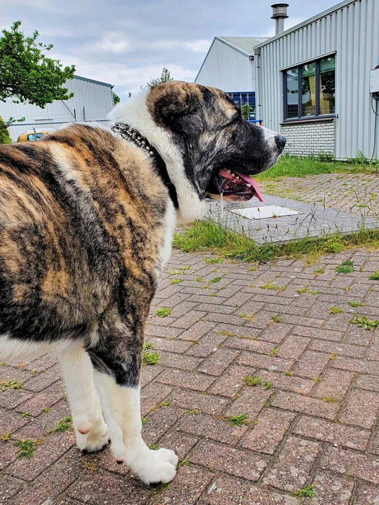 Centraal-Aziatische owcharka, Alabai - Dog Dimension hondentraining Kampen