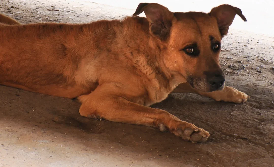 Waarom is mijn hond bang?