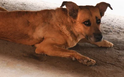 Waarom is mijn hond bang?