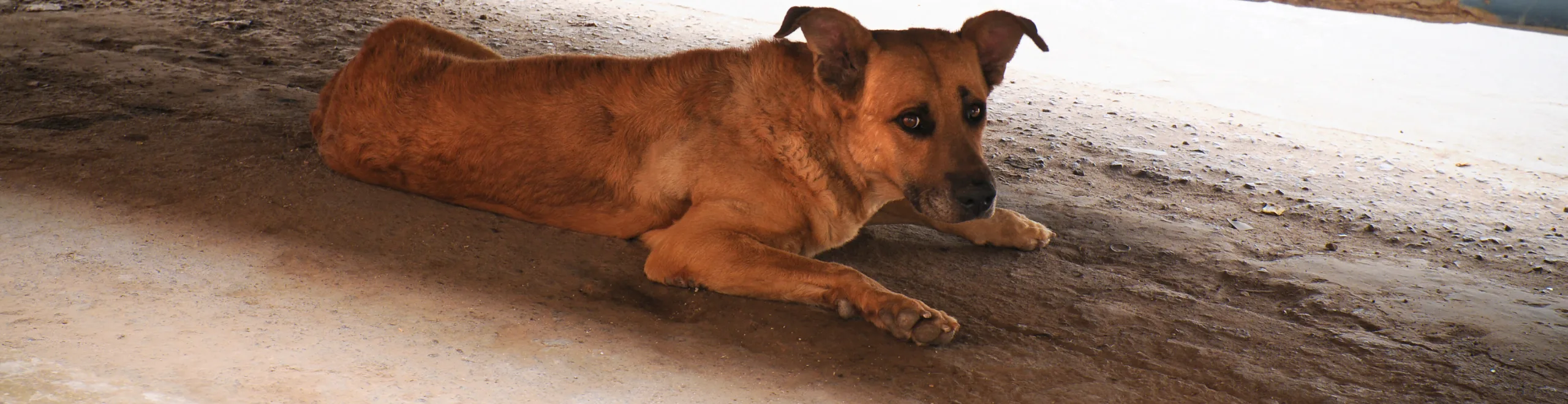 een bange hond herkennen en helpen, hoe doe je dat? - Lees het hier