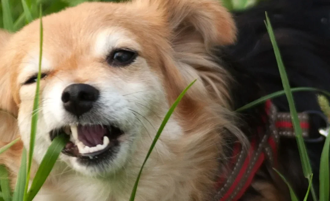 Waarom eten honden gras?