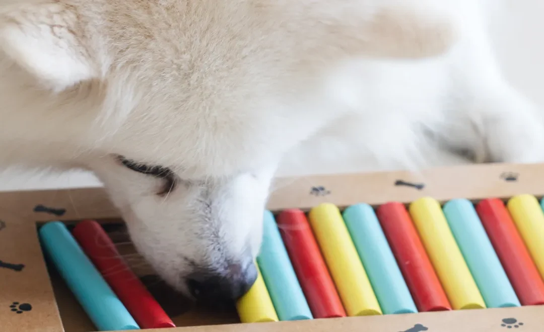 Hersenwerk voor honden: Wat is het en waarom het werkt