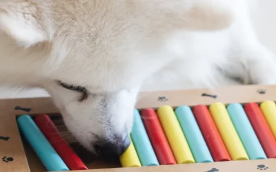 Hersenwerk voor honden: Wat is het en waarom het werkt