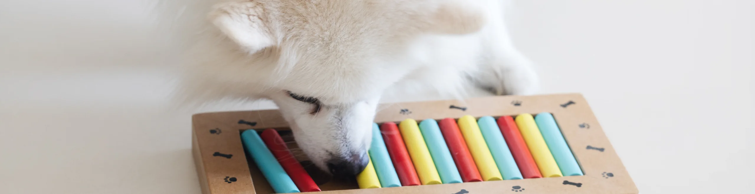Lees alles over hersenwerk voor honden, incl 10 DIY hersenwerkjes!