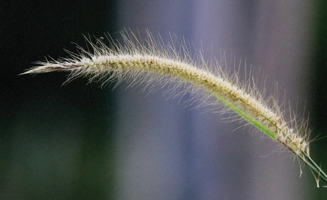 Is een grasaar gevaarlijk voor honden?