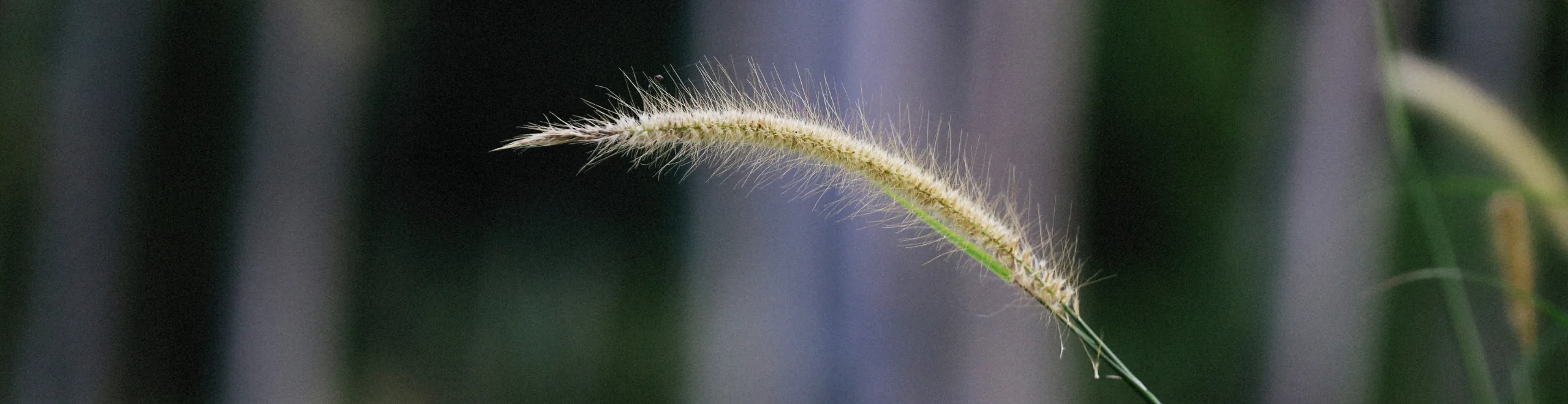 Het gevaar van de grasaar voor je hond - Hondenartikelen - Dog Dimension