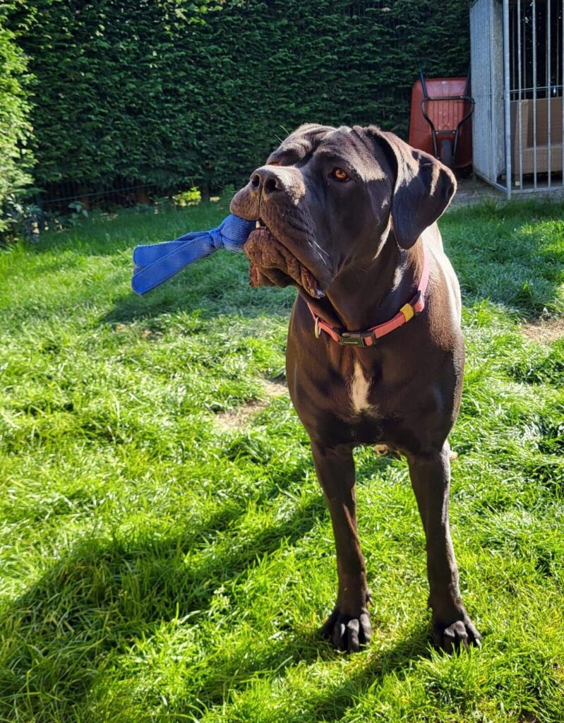 Cane Corso in training - Dog Dimension Hr hondencursus aan huis