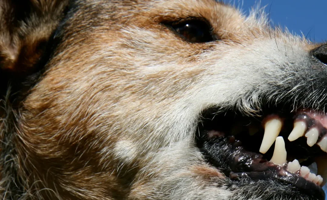 Waarom grommen honden?