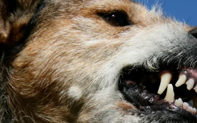 Waarom grommen honden?