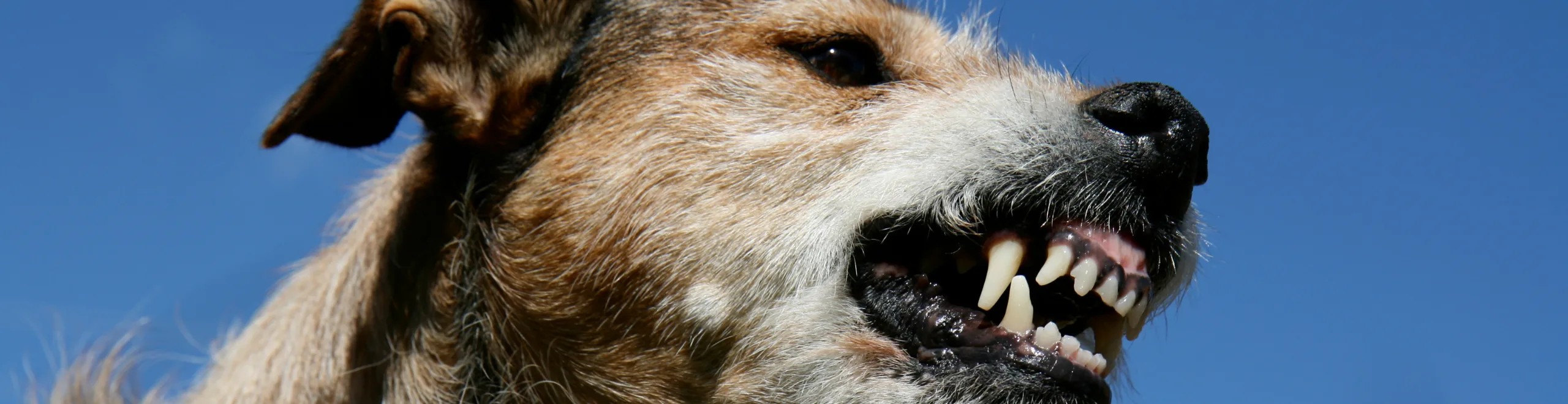 Grommen is een communicatiemiddel voor honden, afhankelijk van de context, weet je wat ze er mee willen zeggen. Lees verder voor alle informatie over grommen!