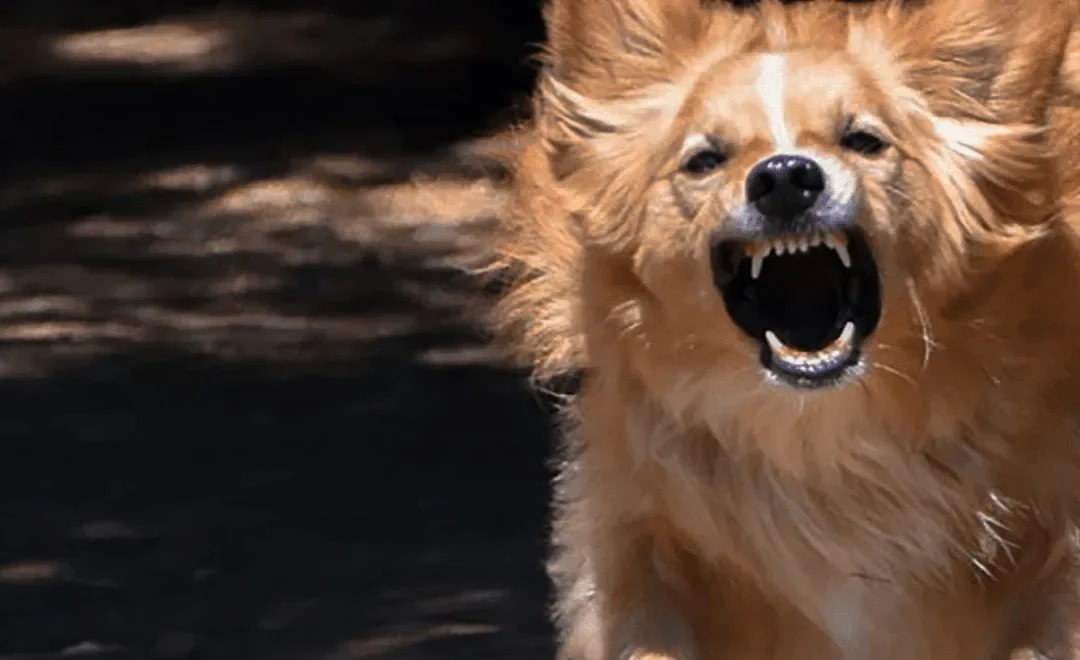 Waarom valt mijn hond uit aan de lijn?