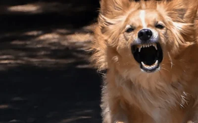 Waarom valt mijn hond uit aan de lijn?