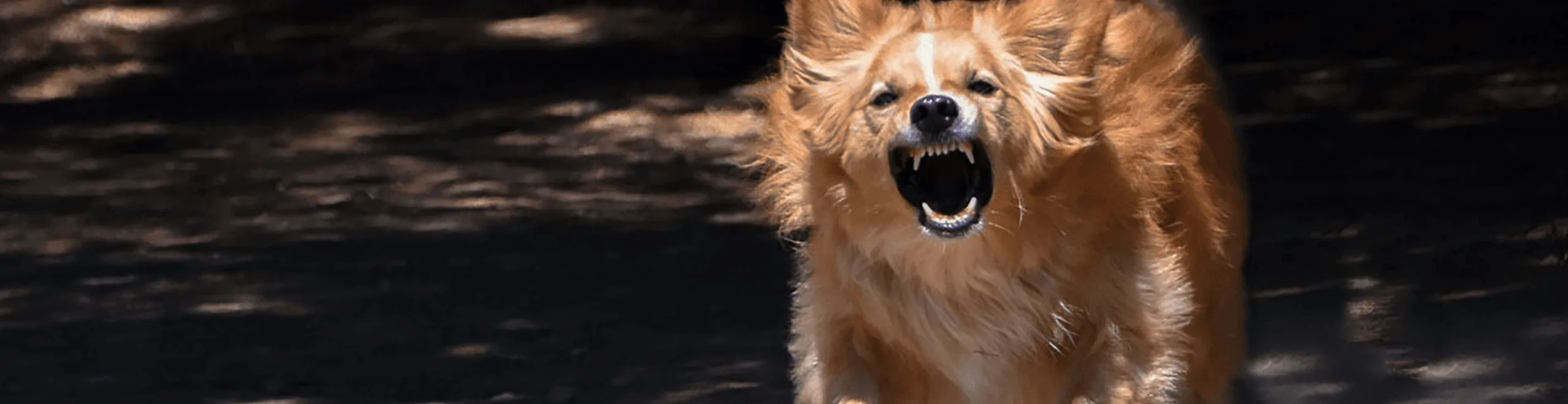 Waarom honden uitvallen aan de lijn - Hondenartikelen - Dog Dimension